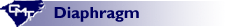 Diaphragm